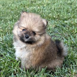 Pomeranian puppies from Tinkerpoms