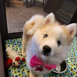 Pomsky and Siberian Husky Puppies from Whitmore Wolfpack LLC