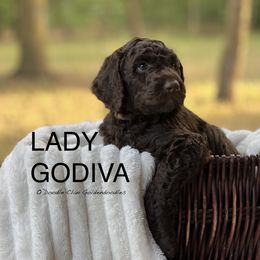 Goldendoodle Puppies from O’Doodle Clan Goldendoodles