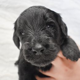 Marigold - Black Goldendoodle puppy in Ponce De Leon, Florida from A Golden Summer