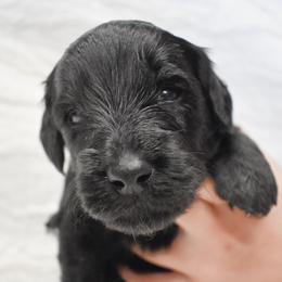 Marigold - Black Goldendoodle puppy in Ponce De Leon, Florida from A Golden Summer