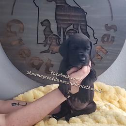 Yellow Collar - Black female Great Dane puppy in Alton, Illinois from Show Me Great Danes and Basset Hounds