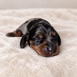 Dachshund Puppies from GE Miniature Dachshunds