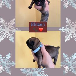 Blitzen - Fawn male Pug puppy in Winter Haven, Florida from The Pugarazzi