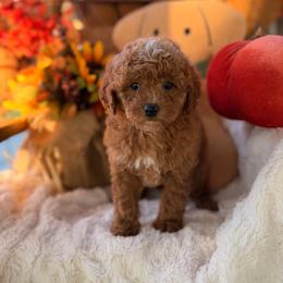 Goldendoodle puppies from Hilltop Doodles KY LLC