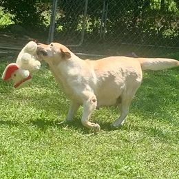 Charley - Labrador Retriever