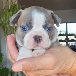 Boston Terriers from B&B Bostons