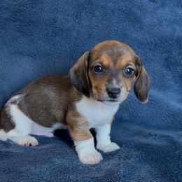 Banana - Piebald male Dachshund puppy in Escalon, California from Dashing Dachshunds RF