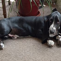 Buttercup - Basset Hound