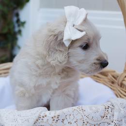 Rey - Cream female Goldendoodle puppy in Yucaipa, California from Golden Padawan Puppies