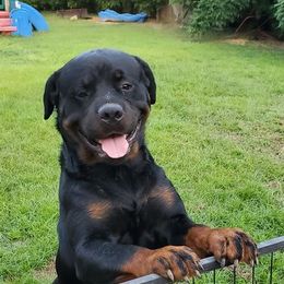 Rottweilers from Panhandle Rottweilers