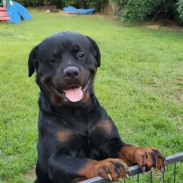 Rottweilers from Panhandle Rottweilers