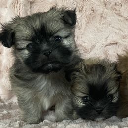 Pomeranians, Pomskies, and Shih Tzus from GA Designer Puppies