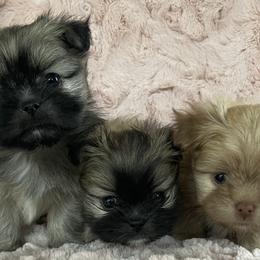 Pomeranians, Pomskies, and Shih Tzus from GA Designer Puppies