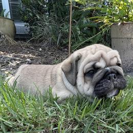 Shlub - Fawn male Bulldog puppy in Jacksonville, Florida from Semper Fi Bulldogs