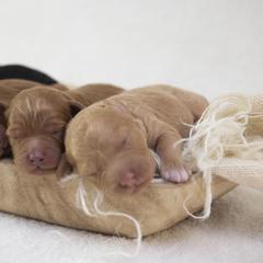 Bernedoodles, Goldendoodles, and Golden Mountain Doodles from Gold Diamond Pup