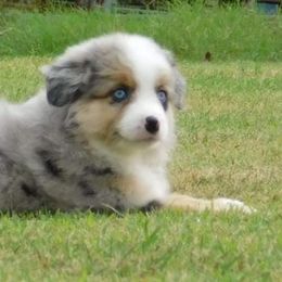 Miniature Australian Shepherd Puppies from 3J Farms Mini Aussies