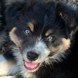 Creek - Black tri-color female Australian Shepherd puppy in San Jose, California from Dirty Laundry Australian Shepherds