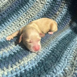 Buttercup - Red female Dachshund puppy in Yucaipa, California from Motorhead Dachshunds