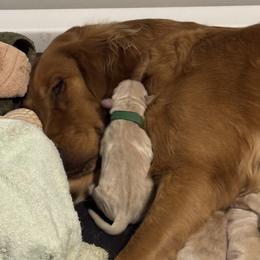 Light Green - Golden male Golden Retriever puppy in Peoria, Arizona from Westwing Retrievers