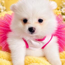 Lizzi - White female Pomeranian puppy in St. Louis, Missouri from Saint Louis Pomeranian babies