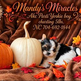 Apple Cider - Parti male Yorkshire Terrier puppy in Dallas, North Carolina from Mandy's Miracles