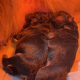 German Shepherd Puppies from Vom Haus Kellum