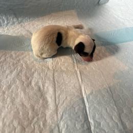 Girl 1 - Black and white female Chihuahua puppy in Laredo, Texas from Texas Nightblooming Hairless Chihuahuas