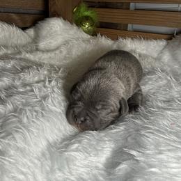 Male 1 - Blue male Staffordshire Bull Terrier puppy in Lakeland, Florida from Blueline Staffords