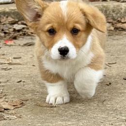 Sampson - Red male Pembroke Welsh Corgi puppy in Brashear, Texas from Sherwood Acres Pembrokes