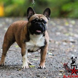 Peach - French Bulldog