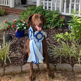 Labrador Retrievers from Colaparchee Kennels