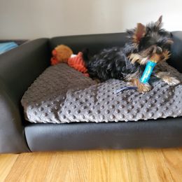 Yorkshire Terrier Puppies from Yorkie Puppies Redwood Ranch Chicago