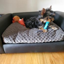 Yorkshire Terrier Puppies from Yorkie Puppies Redwood Ranch Chicago