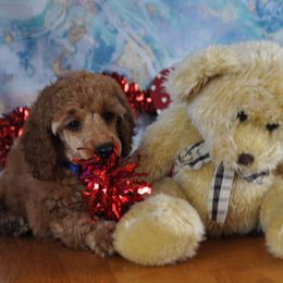 Poodle Puppies from Moyen Majestic Embrace Poodles (MOYEN ME)