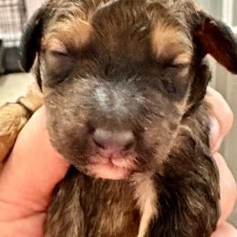 Almond joy orange - Phantom male Poodle puppy in Lakeland, Florida from Gulfside Poodles