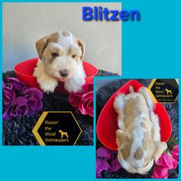 Blitzen - Parti male Miniature Schnauzer puppy in Crosby, Texas from Raisin' the Woof Schnauzers