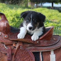 Maker - Tri-color male Border Collie puppy in Kalispell, Montana from Last Call Border Collies