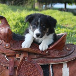 Maker - Tri-color male Border Collie puppy in Kalispell, Montana from Last Call Border Collies