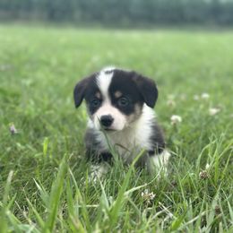 Jackie - Black and white female American Corgi puppy in Payson, Illinois from Creek Farm Corgis