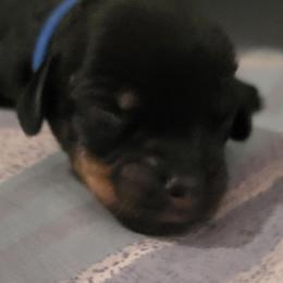 Blue Boy - Wild boar male Dachshund puppy in Edgewood, New Mexico from Enchanted Desert