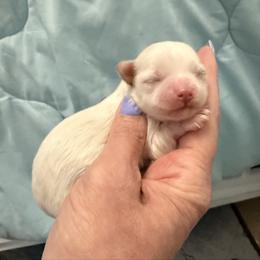 Girl 2 - Gold and white female Shihpoo puppy in Whitehall 18052, Pennsylvania from Lilli’s Shih tzus and Shih poos