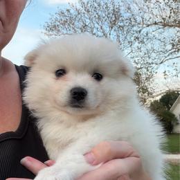 Girl 2 - Biscuit (grey collar) - White female American Eskimo Dog puppy in Brookfield, Missouri from Mauzey Eskies