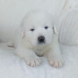 Red - White male Great Pyrenees puppy in Yakima, Washington from Naches Heights Ranch