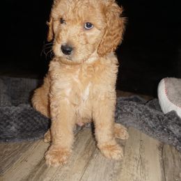 Goldendoodle Puppies from az goldendoodle pups