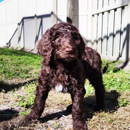 JC - Goldendoodle puppy in Sarasota, Florida from Oodles of Poodles and Doodles