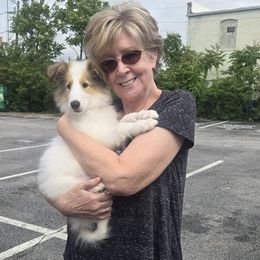 Minnie - White Collie puppy in Winder, Georgia from Dove Creek Collies