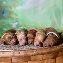 Goldendoodle puppies from Ohana Doodles