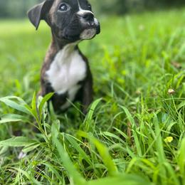 Girl 1 - Brindle female Boxer puppy in Prestonsburg, Kentucky from Diamond Standard Boxers