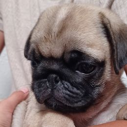 BEN - Fawn Pug puppy in Oregon from Azalea Pugs